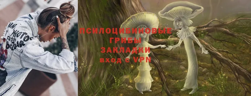 купить наркотики сайты  Чехов  Галлюциногенные грибы Psilocybe 